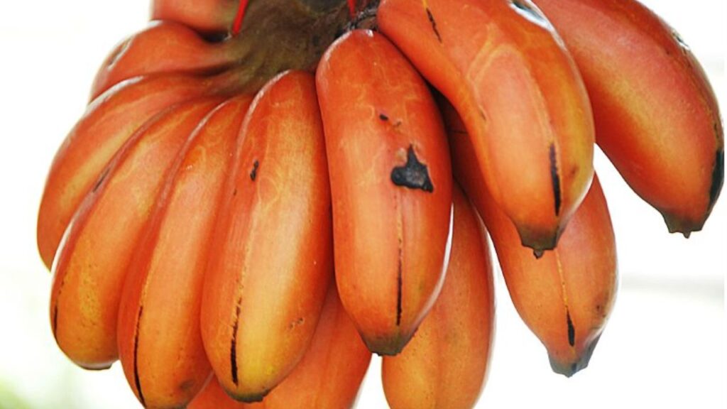 Essa fruta esquecida tem sabor de mel misturado com abacaxi